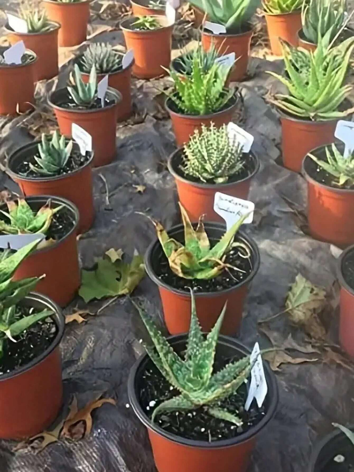 "50-Pack Waterproof T-Shaped Plant Labels for Garden and Potted Plants"-Allen Cozy Haven Store