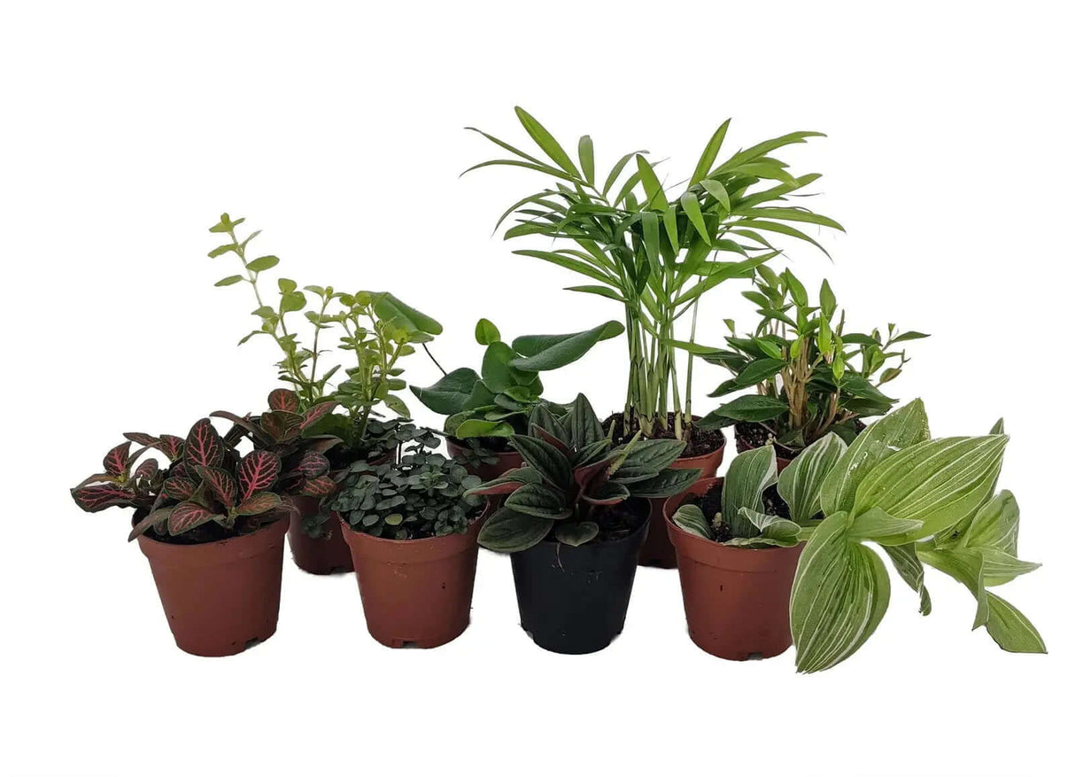 "Assorted Terrarium and Fairy Garden Plants - Set of 8 in 2-Inch Pots"-Allen Cozy Haven Store