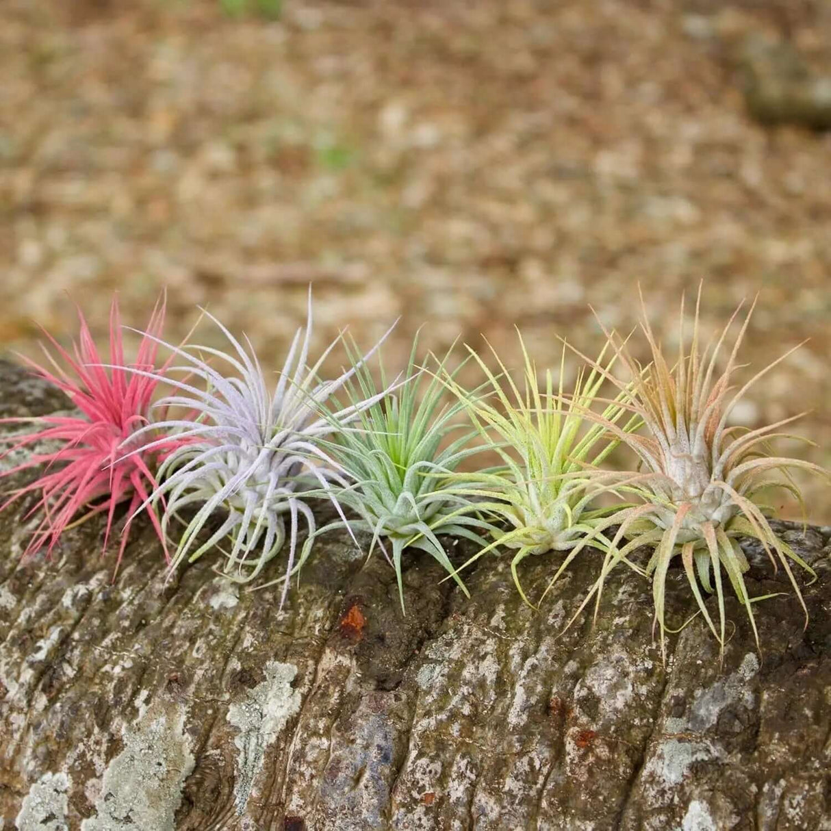 Color Enhanced Live Air Plants - Tillandsia Ionantha Guatemala (2-3 Inch) - Multicolored Fairy Garden and Terrarium Accessories (5 Pack)-Allen Cozy Haven Store