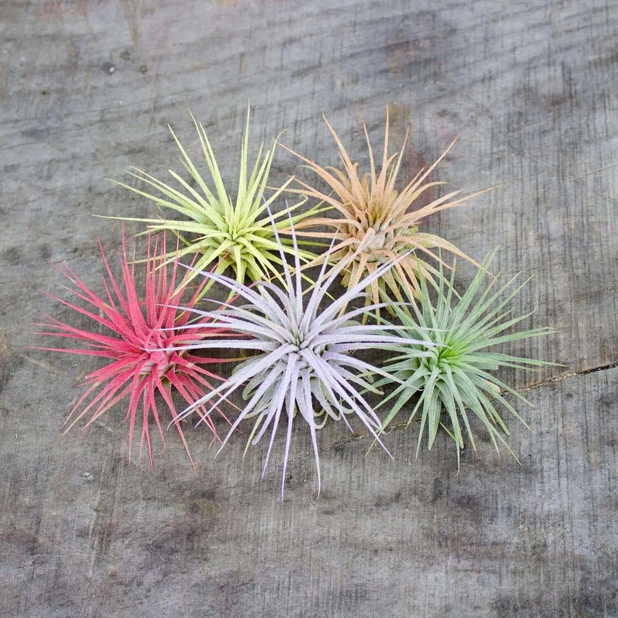 Color Enhanced Live Air Plants - Tillandsia Ionantha Guatemala (2-3 Inch) - Multicolored Fairy Garden and Terrarium Accessories (5 Pack)-Allen Cozy Haven Store
