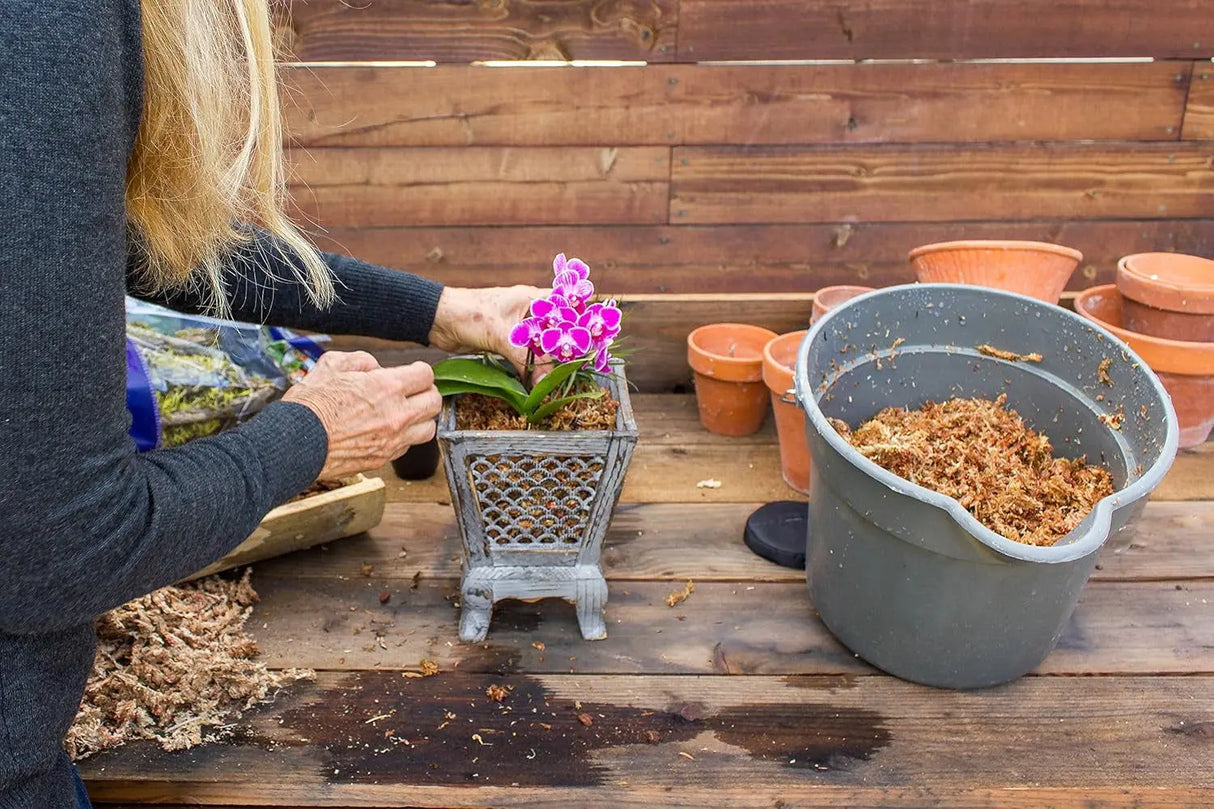 Orchid Sphagnum Moss - Dried Natural 8 oz-Allen Cozy Haven Store