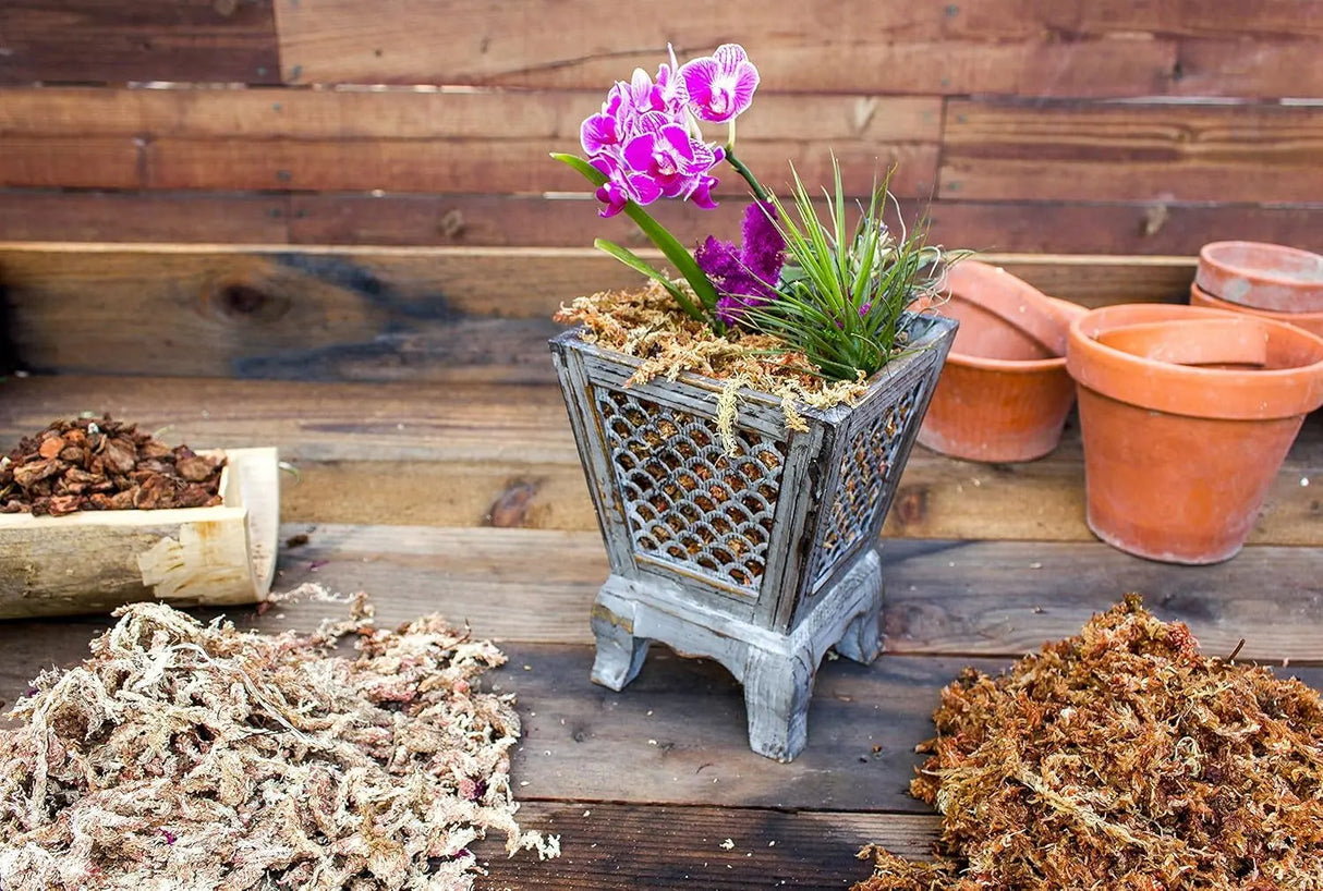 Orchid Sphagnum Moss - Dried Natural 8 oz-Allen Cozy Haven Store