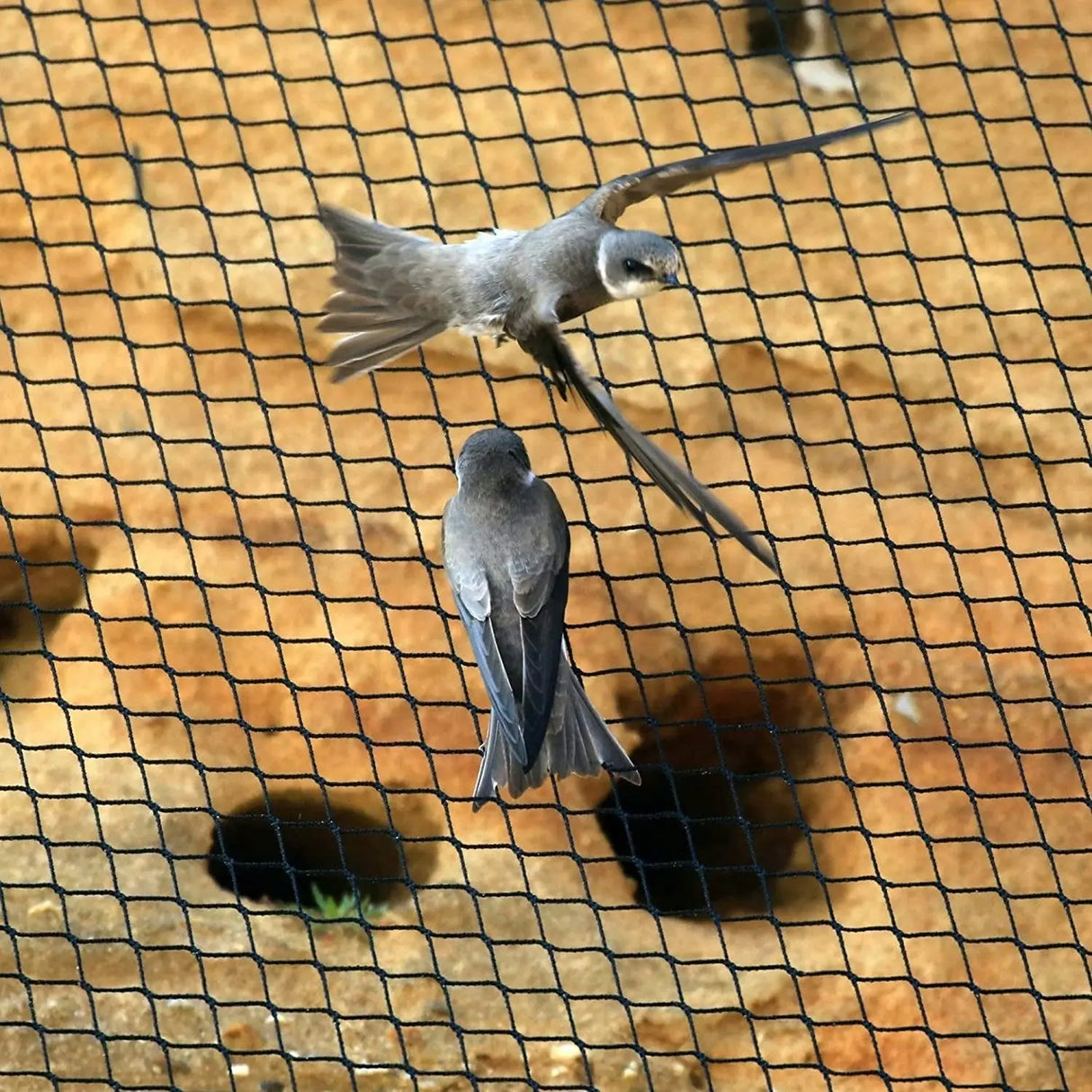 Professional Garden Bird Netting - 7 x 100 FT Black Deer Fence Netting for Vegetables, Plants, and Fruit Trees with 50 Cable Ties Included-Allen Cozy Haven Store