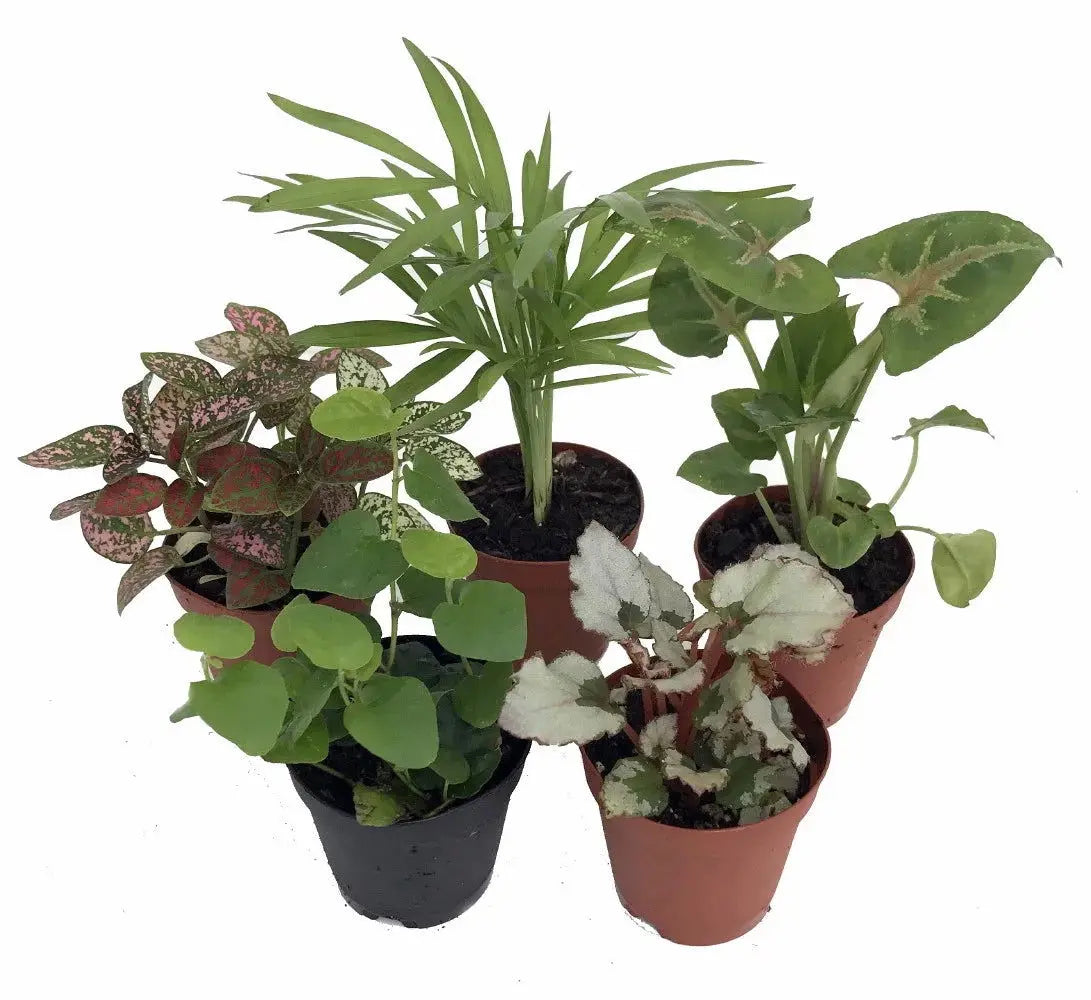 Terrarium and Fairy Garden Plant Collection - Set of 5 Plants in 2-Inch Pots-Allen Cozy Haven Store