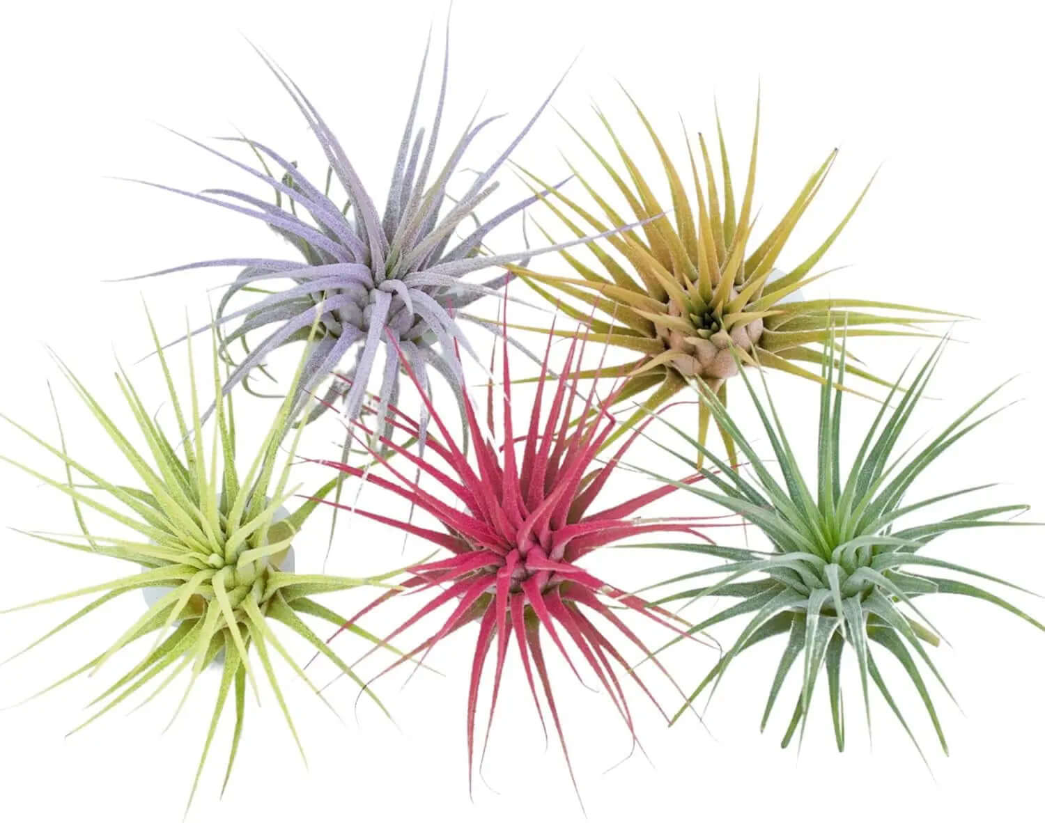 Color Enhanced Live Air Plants - Tillandsia Ionantha Guatemala (2-3 Inch) - Multicolored Fairy Garden and Terrarium Accessories (5 Pack)-Allen Cozy Haven Store