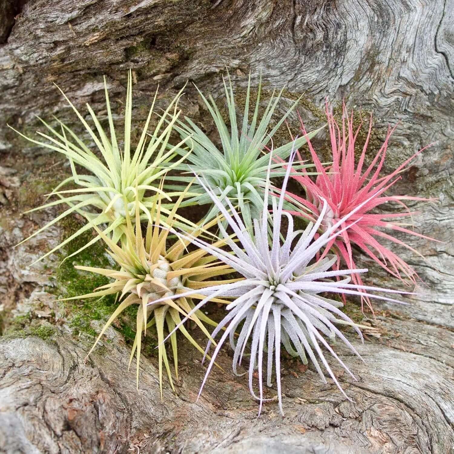 Color Enhanced Live Air Plants - Tillandsia Ionantha Guatemala (2-3 Inch) - Multicolored Fairy Garden and Terrarium Accessories (5 Pack)-Allen Cozy Haven Store