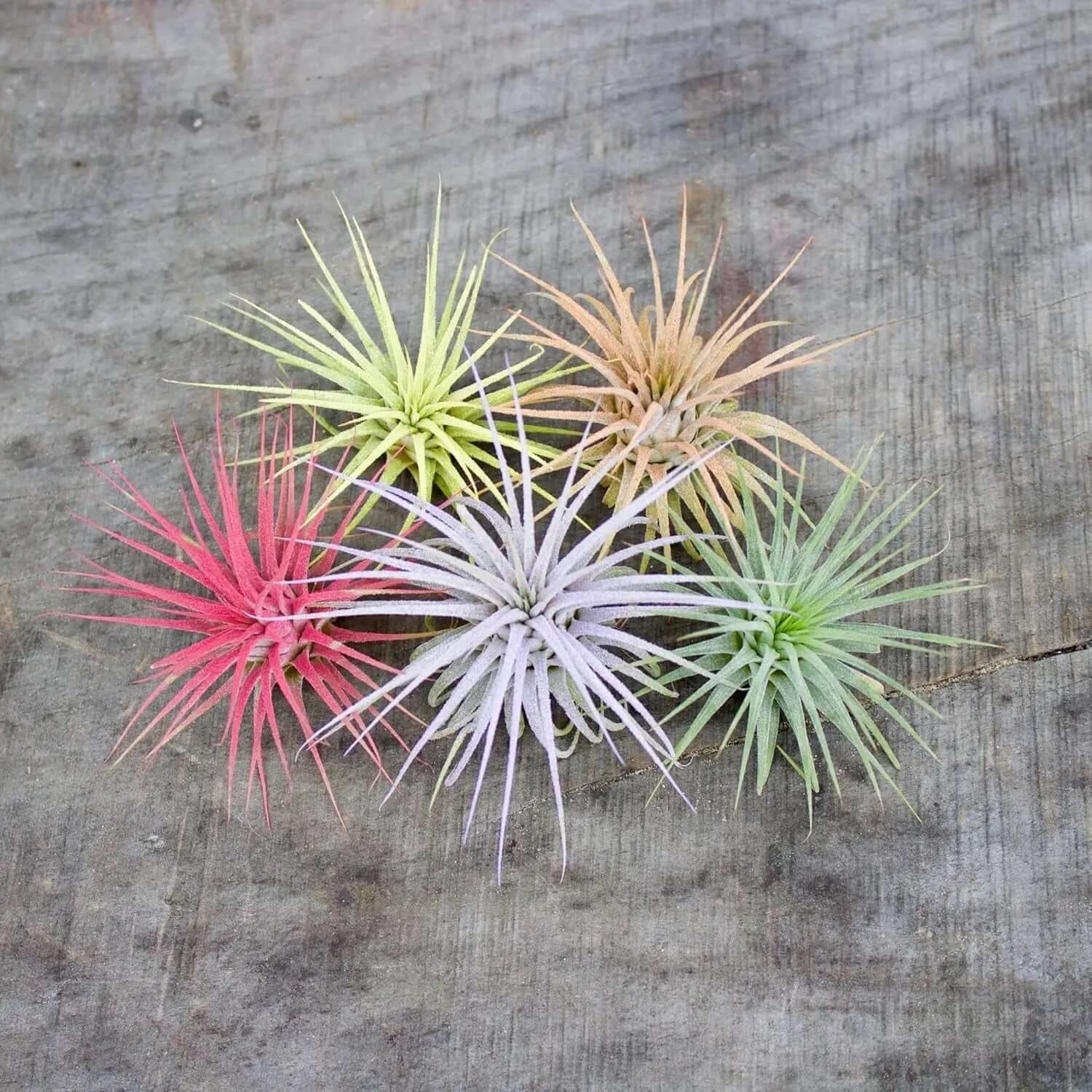Color Enhanced Live Air Plants - Tillandsia Ionantha Guatemala (2-3 Inch) - Multicolored Fairy Garden and Terrarium Accessories (5 Pack)-Allen Cozy Haven Store