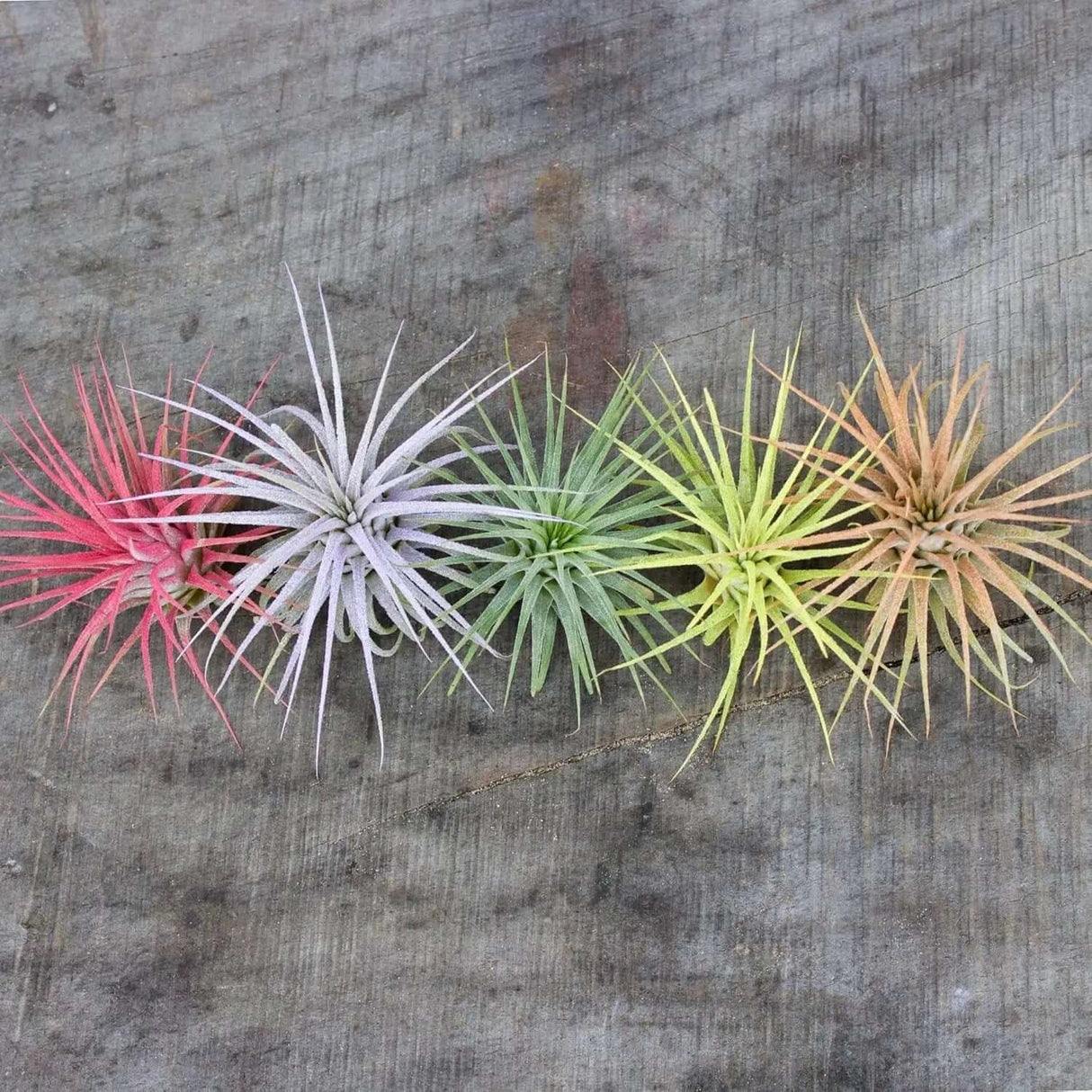 Color Enhanced Live Air Plants - Tillandsia Ionantha Guatemala (2-3 Inch) - Multicolored Fairy Garden and Terrarium Accessories (5 Pack)-Allen Cozy Haven Store