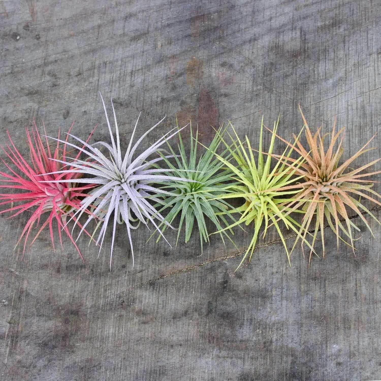 Color Enhanced Live Air Plants - Tillandsia Ionantha Guatemala (2-3 Inch) - Multicolored Fairy Garden and Terrarium Accessories (5 Pack)-Allen Cozy Haven Store