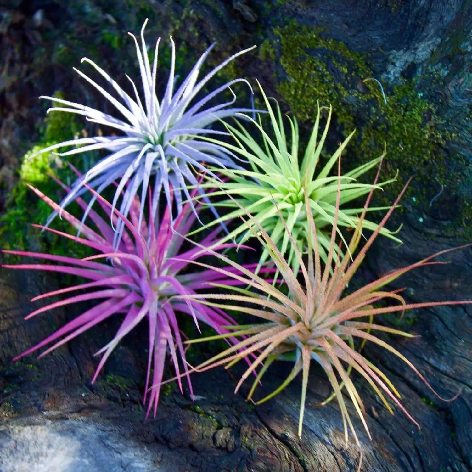 Color Enhanced Live Air Plants - Tillandsia Ionantha Guatemala (2-3 Inch) - Multicolored Fairy Garden and Terrarium Accessories (5 Pack)-Allen Cozy Haven Store