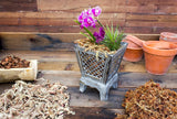 Orchid Sphagnum Moss - Dried Natural 8 oz-Allen Cozy Haven Store