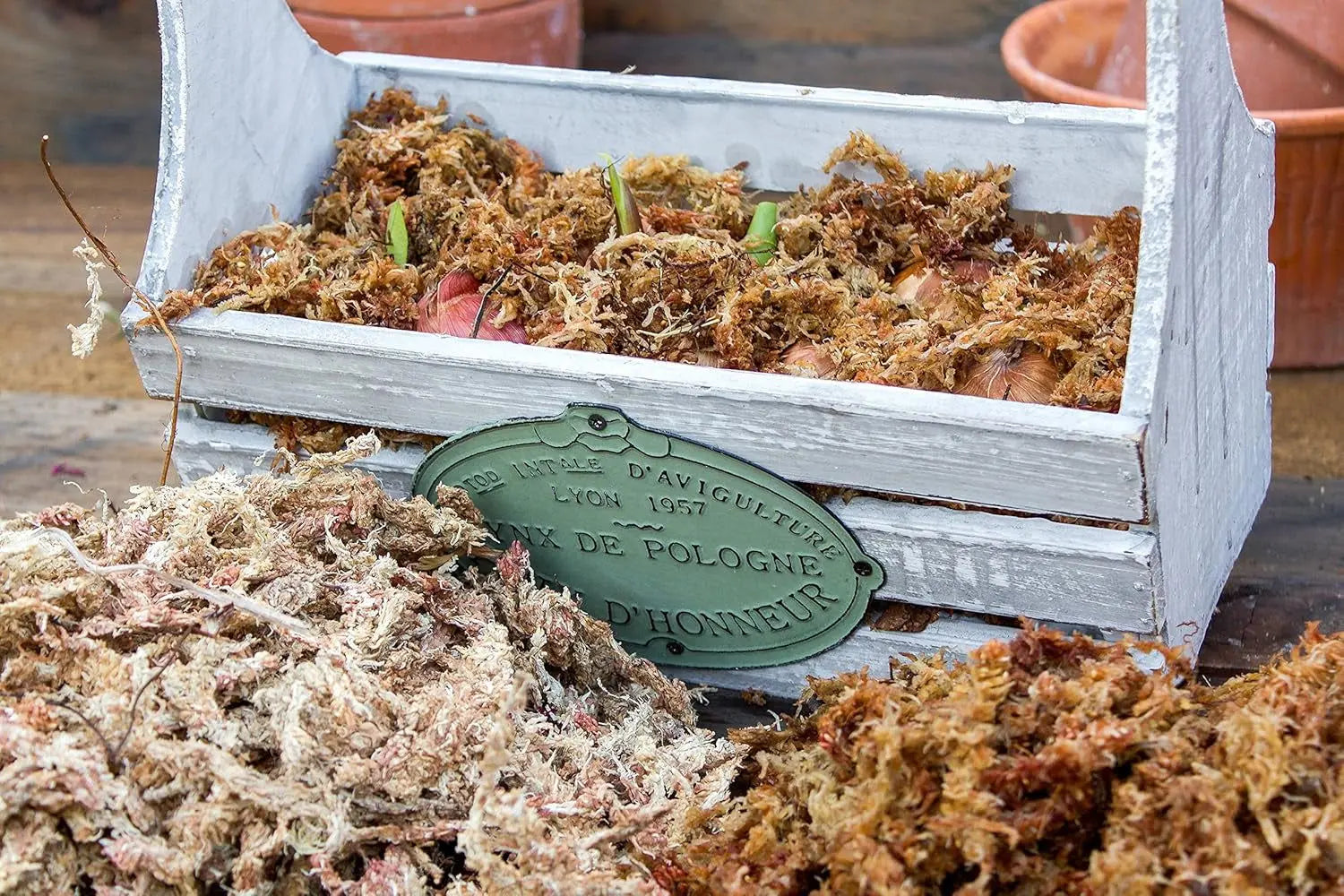 Orchid Sphagnum Moss - Dried Natural 8 oz-Allen Cozy Haven Store