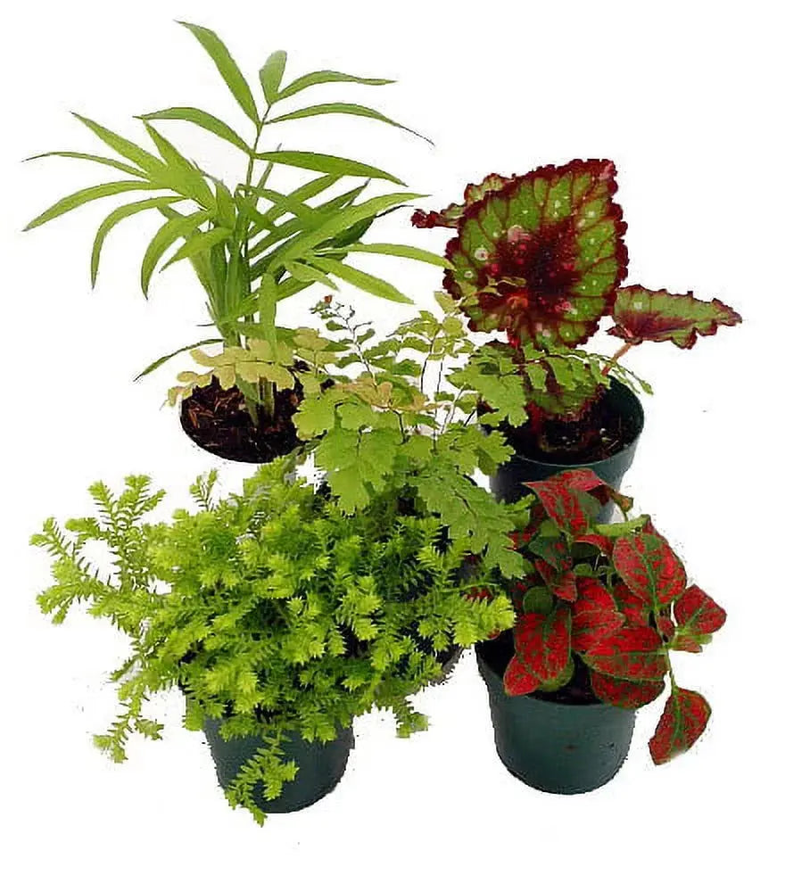 Terrarium and Fairy Garden Plant Collection - Set of 5 Plants in 2-Inch Pots-Allen Cozy Haven Store