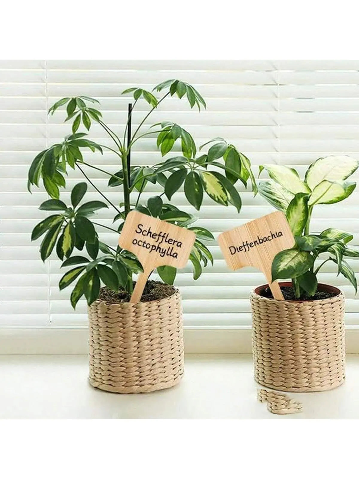 Wooden T-Type Plant Labels - Set of 10/15/25/50 Garden Markers for Outdoor and Potted Plants-Allen Cozy Haven Store