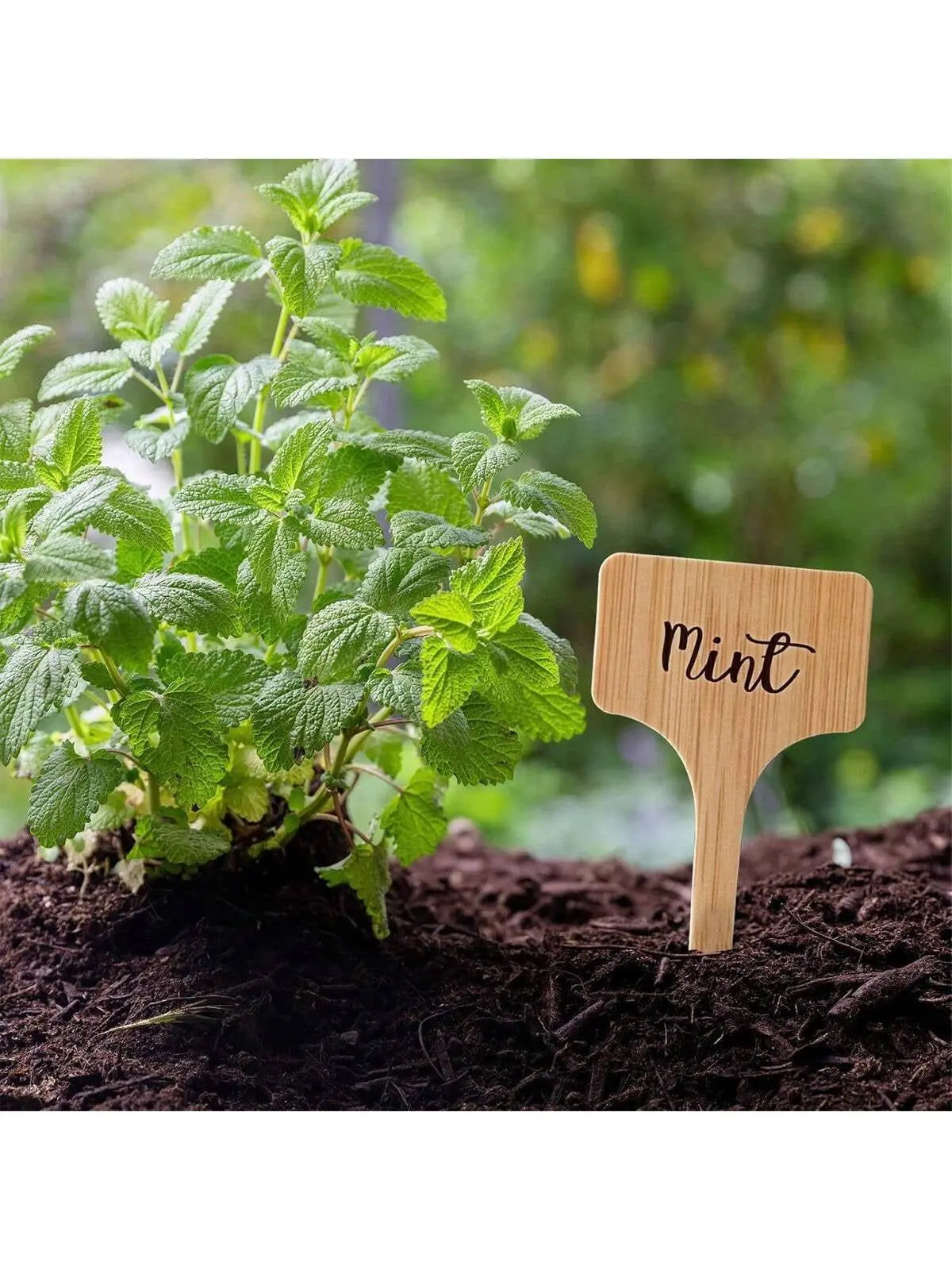 Wooden T-Type Plant Labels - Set of 10/15/25/50 Garden Markers for Outdoor and Potted Plants-Allen Cozy Haven Store
